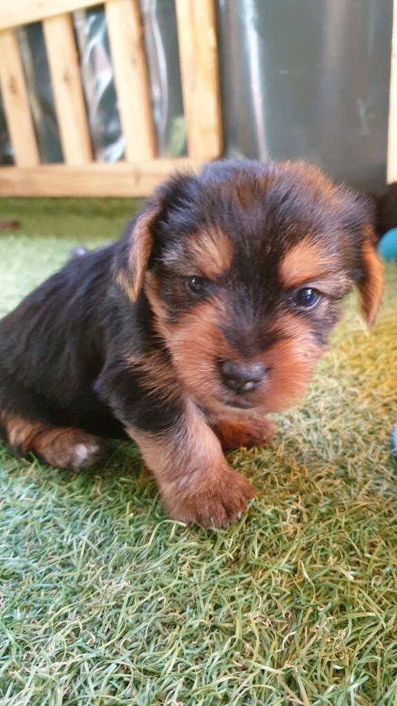 looking for yorkshire terrier puppies